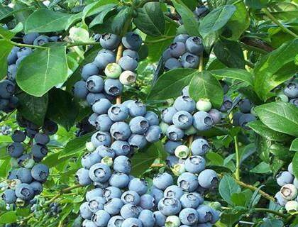 Blueberries Cultivation In India Planting, Growing, And Harvesting