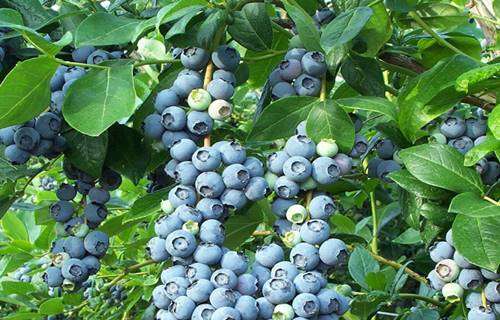 Blueberries Cultivation In India Planting, Growing, And Harvesting