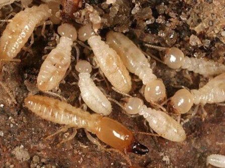 termite control services in Lahore