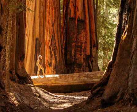 hiker sequoia national park california