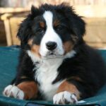 Which Bernedoodle Breeder in New Jersey is Right for Your Family?