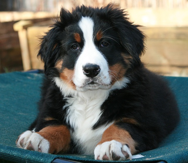 Which Bernedoodle Breeder in New Jersey is Right for Your Family?