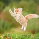 cat is jumping